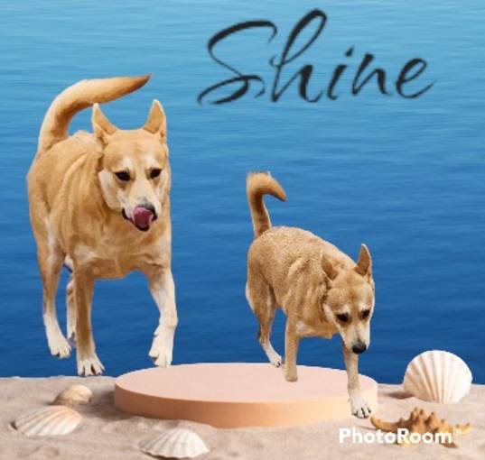 Photo of Shine