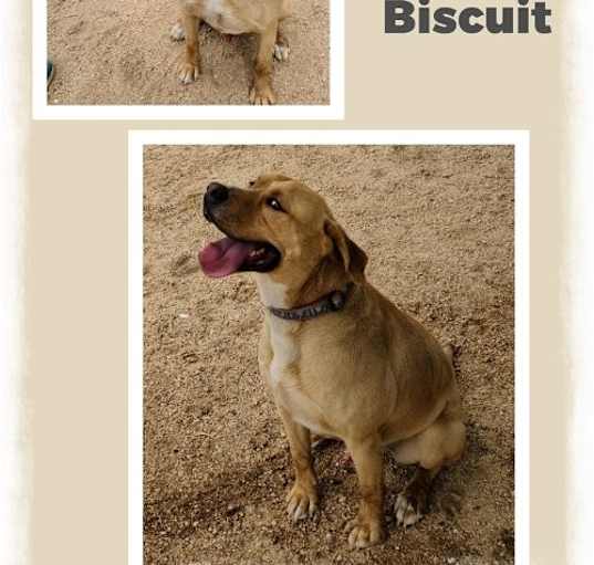 Photo of Biscuit