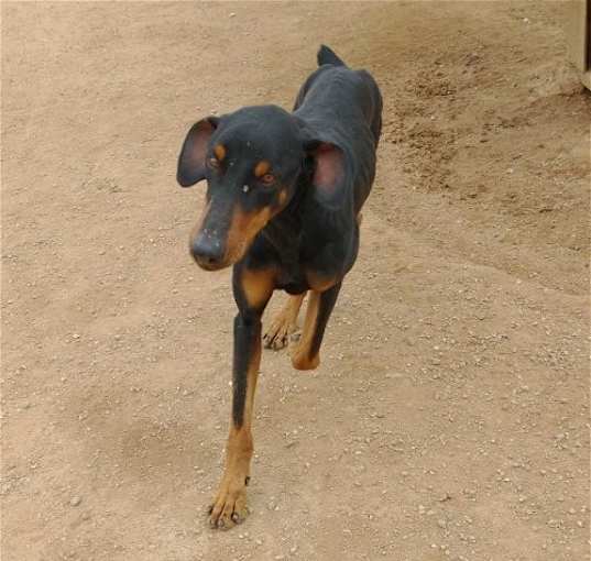 Photo of Dobie -