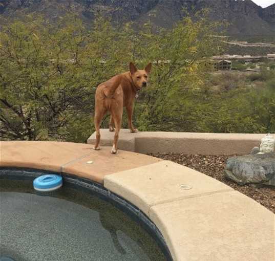 Photo of GYPSY