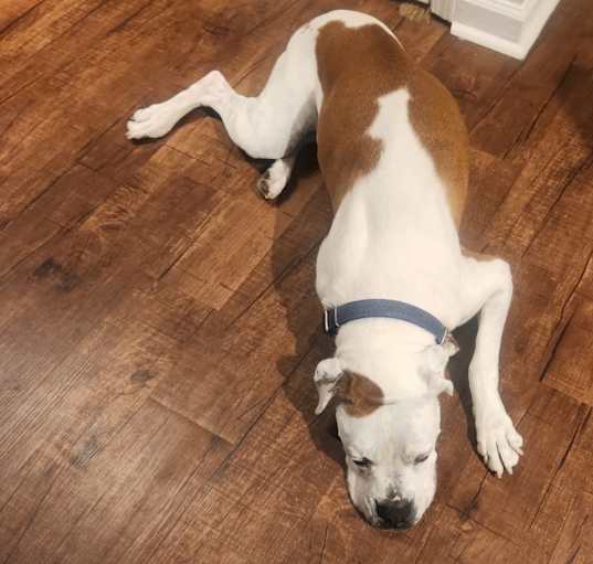Photo of Bandit