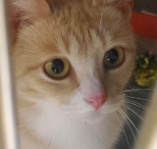Photo of Butters
