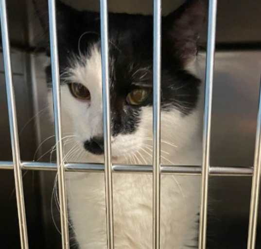Photo of Maverick