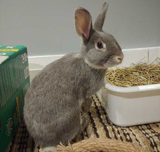 Photo of Gracie