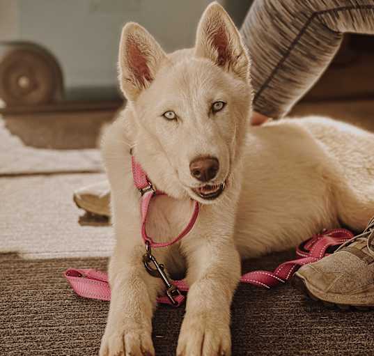 Photo of Puddles