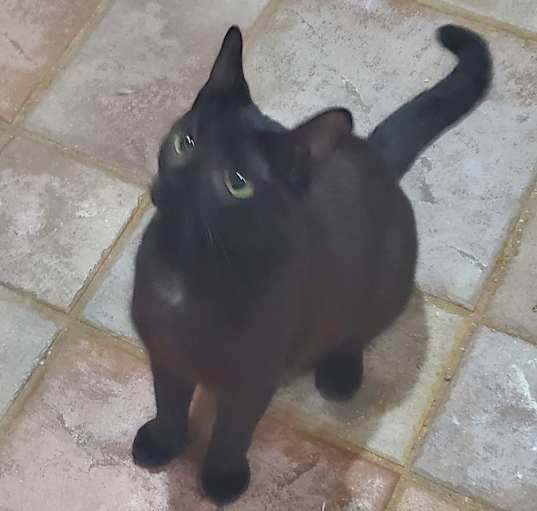 Photo of Nettie