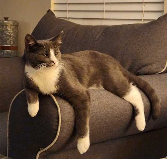 Photo of Finn