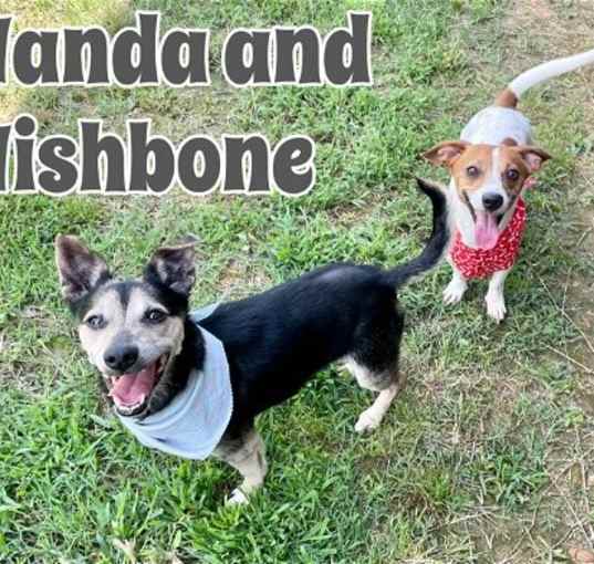 Photo of Wishbone and Wanda BONDED PAIR in Texarkana TX