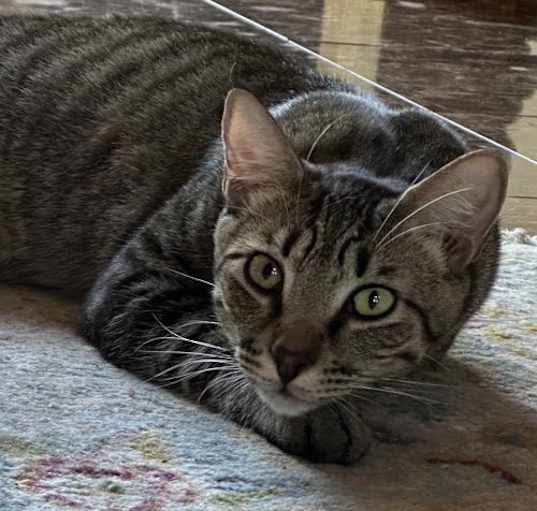 Photo of Regent
