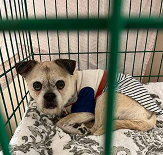 Photo of Pugsley