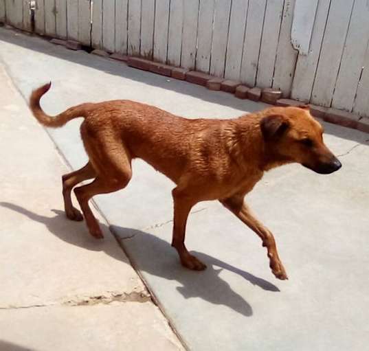 Photo of Buster - **