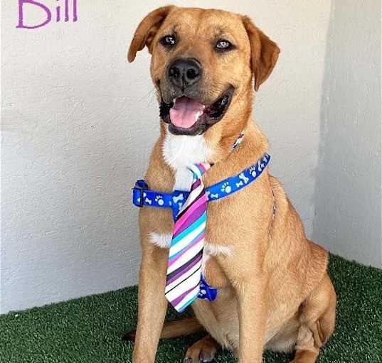 Photo of Bill
