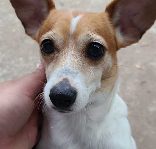 Photo of Wattson