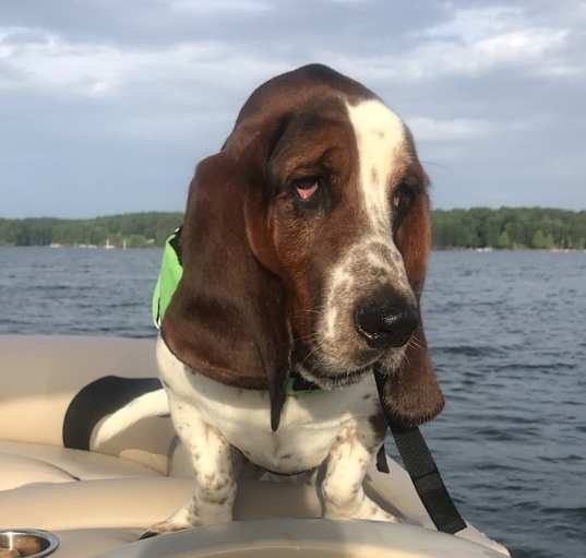Photo of Arlo