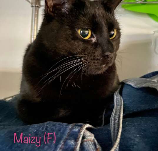 Photo of Maizy