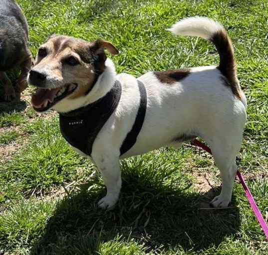 Photo of Fritz- *