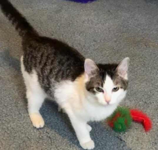 Photo of Gypsy