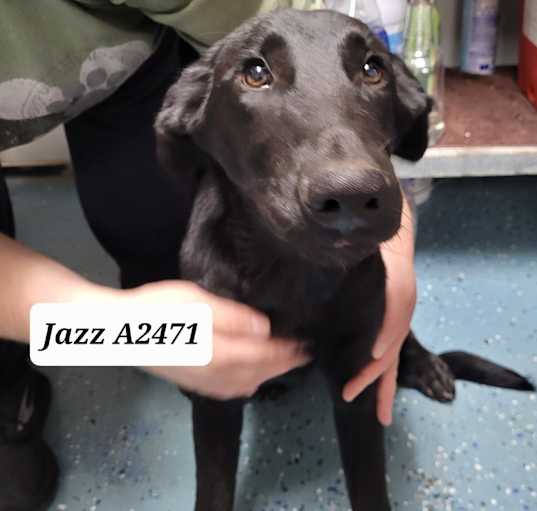 Photo of Arlo  AKA Jazz A2469