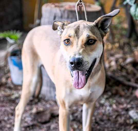 Photo of Pippa