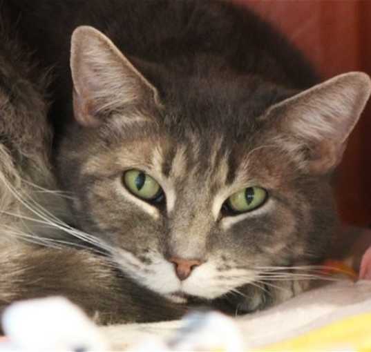 Photo of Ryder