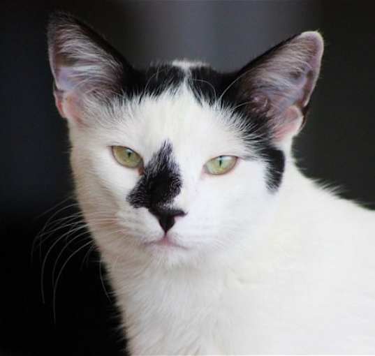 Photo of Luwak