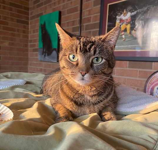 Photo of Stripes