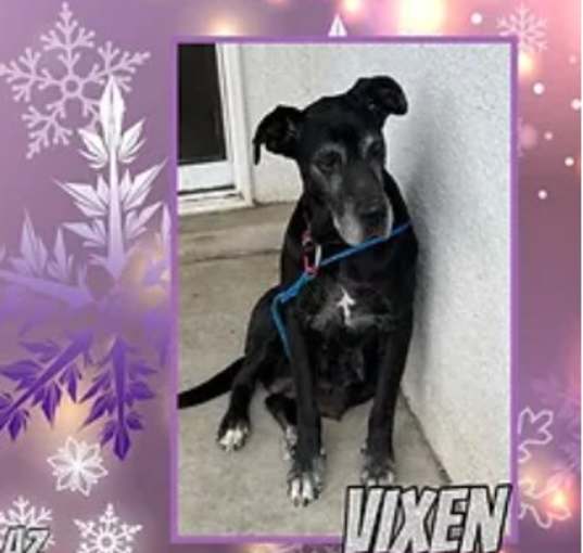 Photo of Vixen