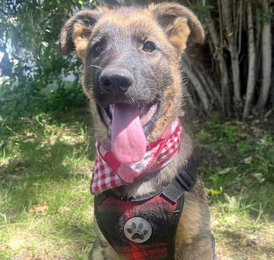 Photo of Koda