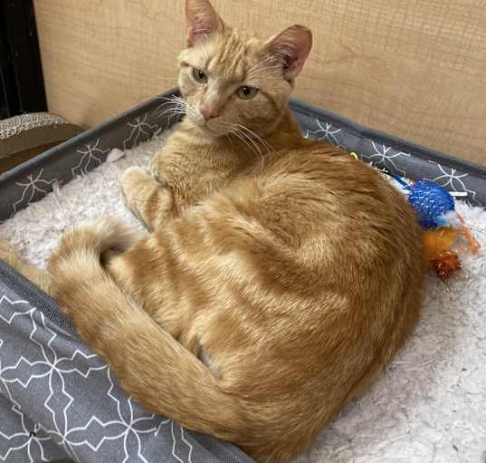 Photo of Garfield