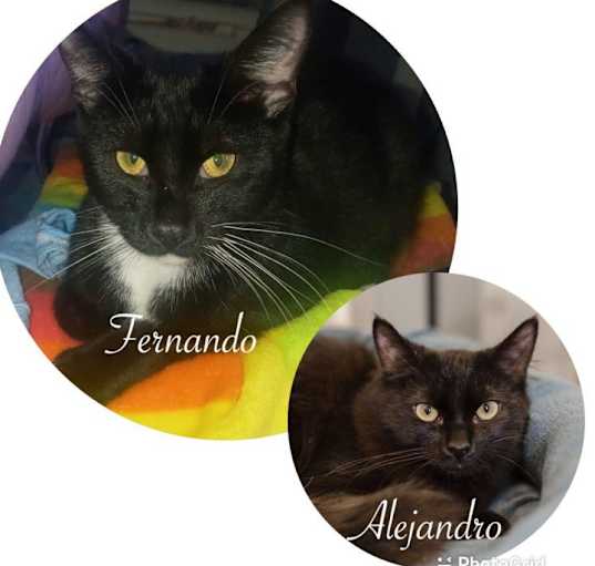 Photo of Fernando( Alejandro adopted)