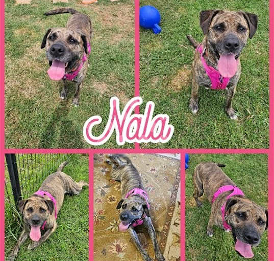 Photo of Nala