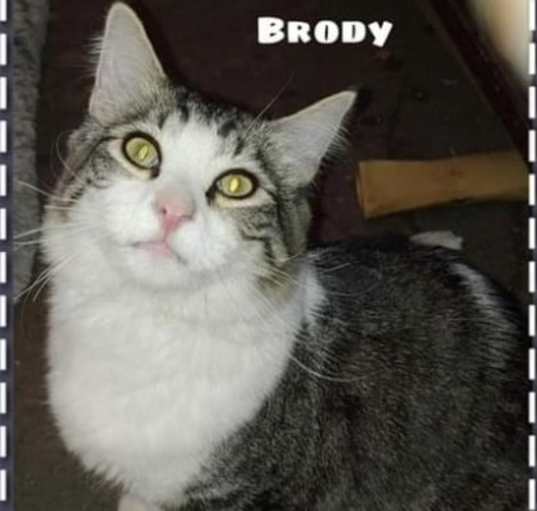 Photo of Brody