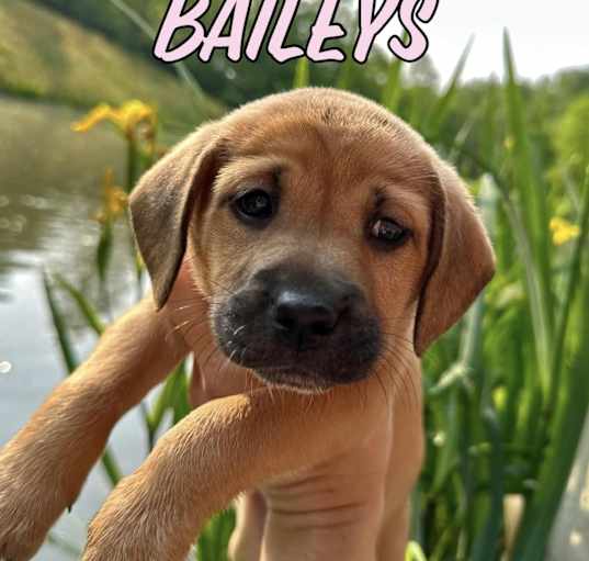 Photo of Baileys