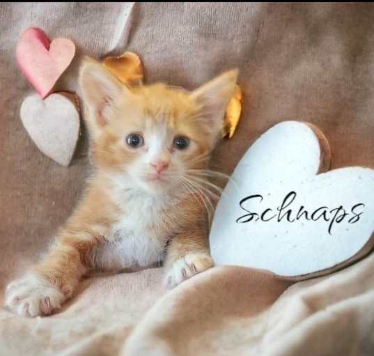 Photo of Schnaps