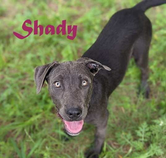 Photo of Shady