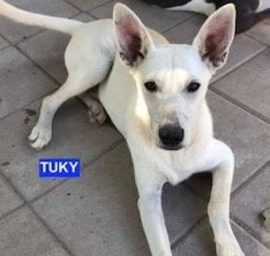 Photo of Tuky