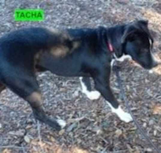 Photo of Tacha