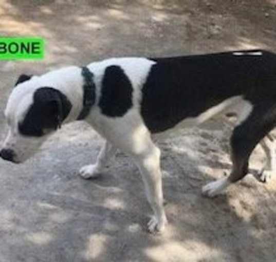 Photo of Bone