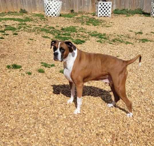 Photo of Bentley