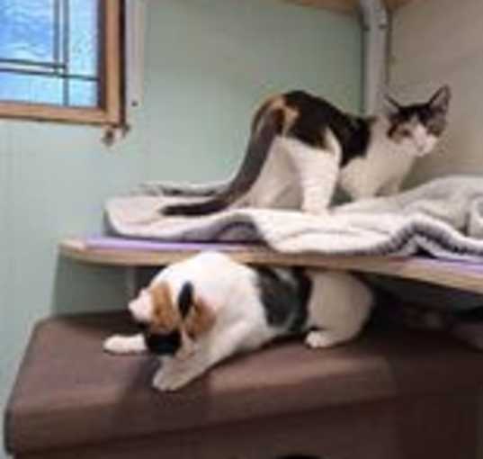 Photo of Mulberry Pawz Jones