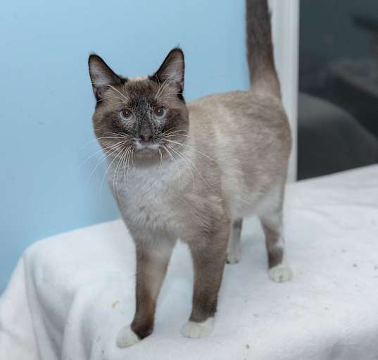 Photo of Huckleberry