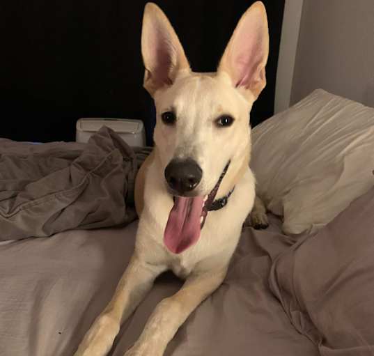 Photo of Rex