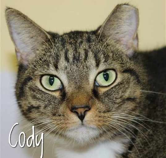 Photo of Cody
