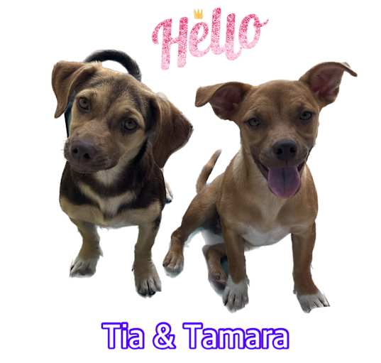 Photo of Tia & Tamara