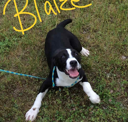 Photo of Blaize