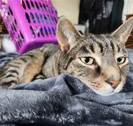 Photo of GRIFFYN (COURTESY POST)
