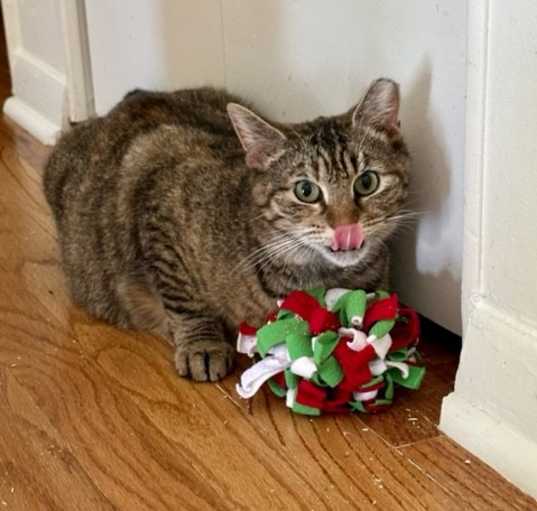 Photo of BLOSSOM