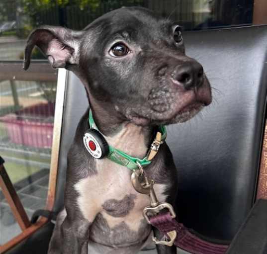 Photo of Inky