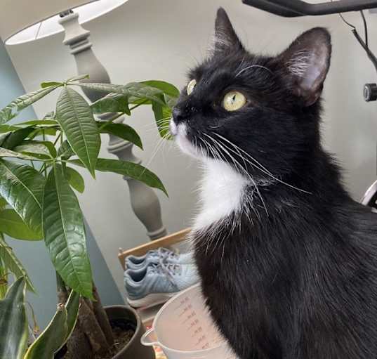 Photo of Missy