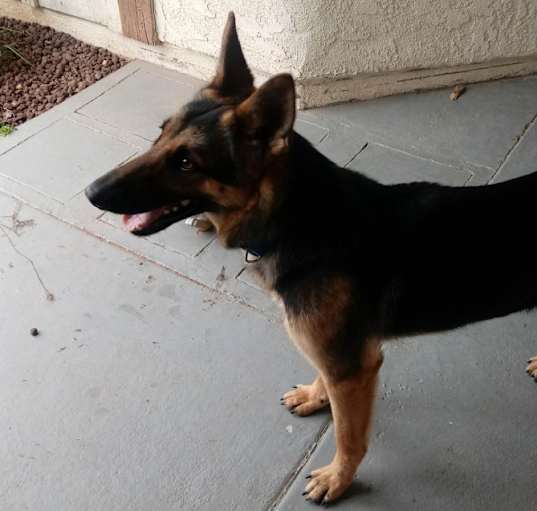 Photo of Chevy